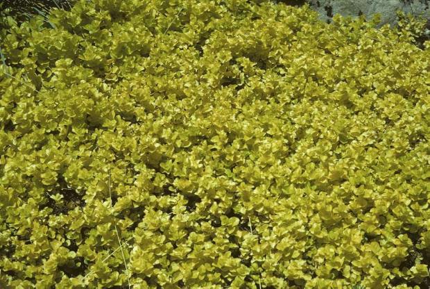 Lysimachia nummularia 'Aurea'