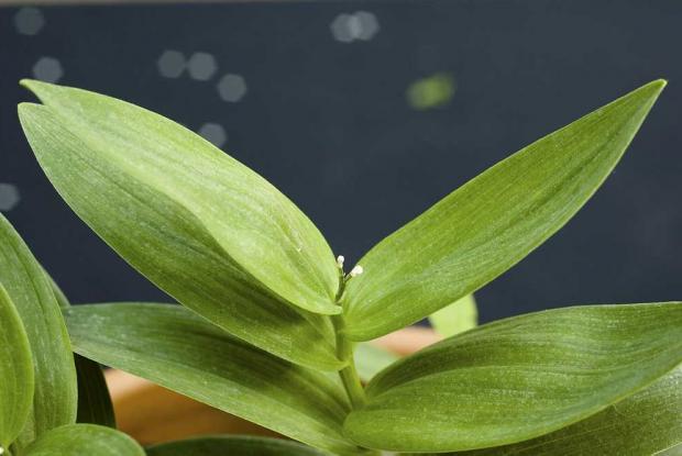 Maianthemum stellatum