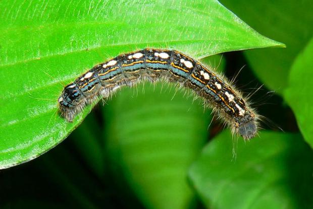 Malacosoma disstria