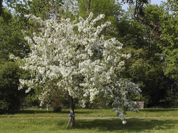 Malus 'Autumn Delight'.