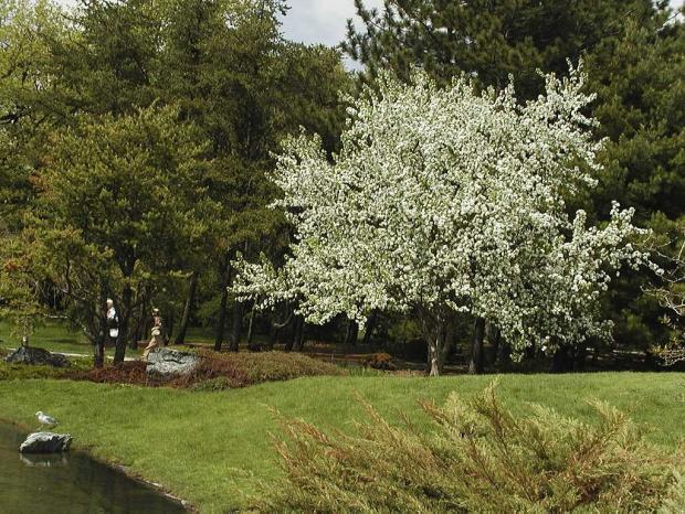 Malus baccata var. mandshurica