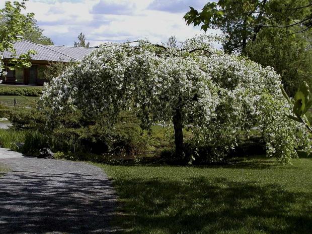 Malus 'Red Jade'.
