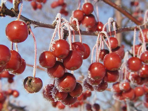 Malus 'Sugar Tyme'