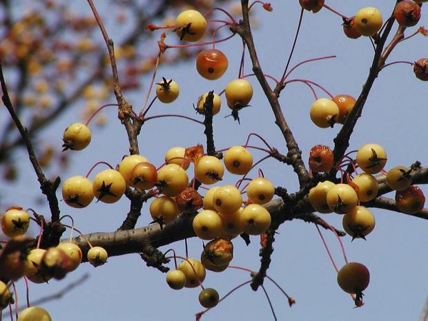 Malus 'Winter Gold'