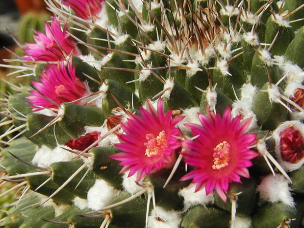 Mammillaria magnimamma