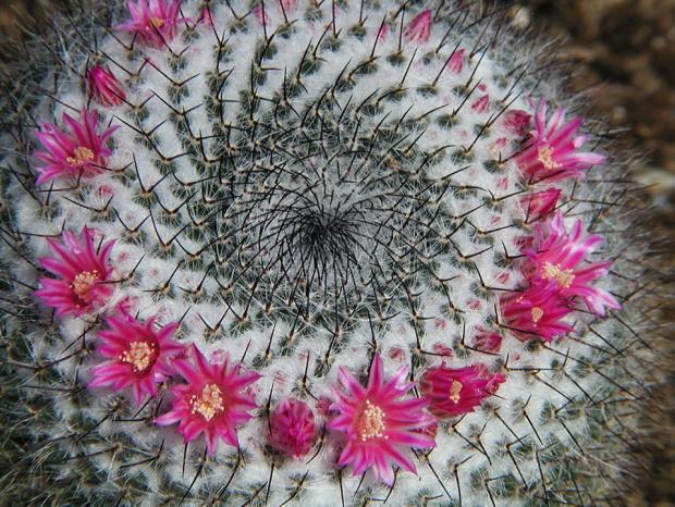 Succulent plant (Mammillaria supertexta)
