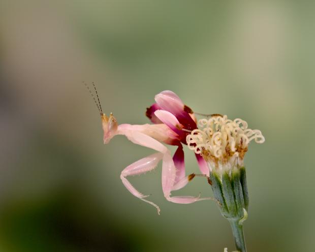 Une mante orchidée sur une fleur