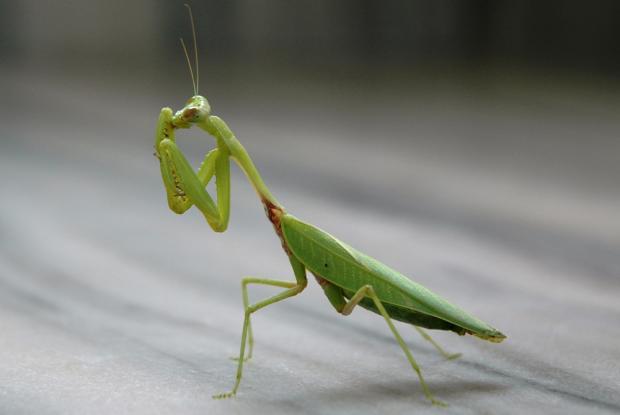 Mantis