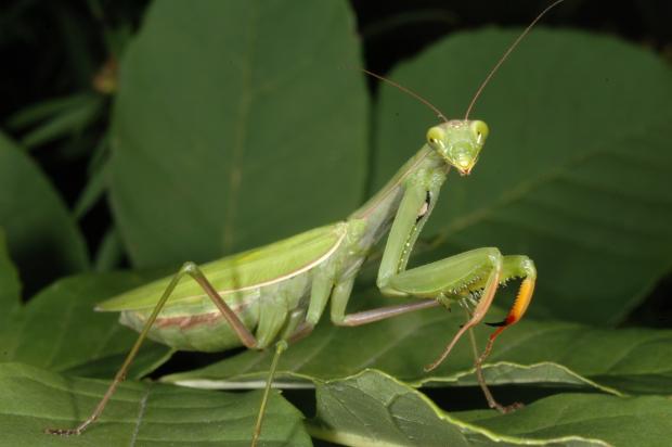 Mantis religiosa, Québec, Canada.