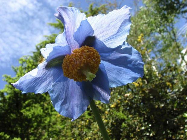 Meconopsis sp.