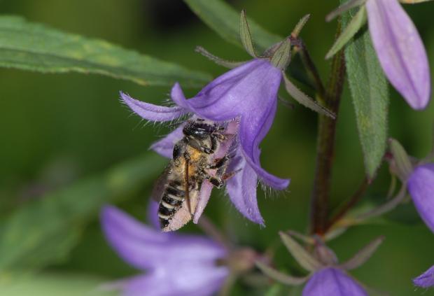 Megachile frigida.