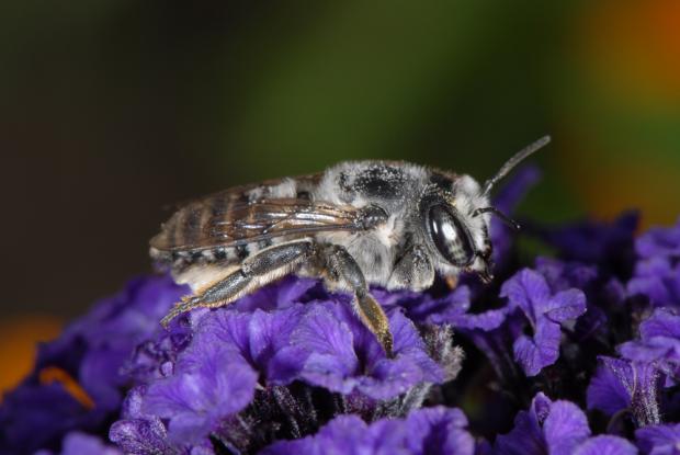 Megachile texana.