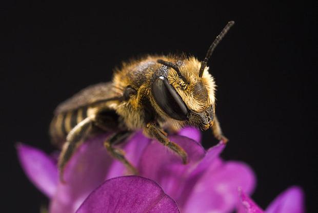 Megachile rotunda.