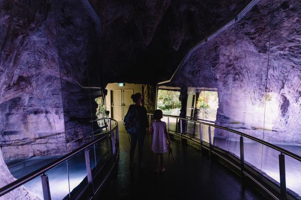 The Tropical Rainforest of the Biodôme