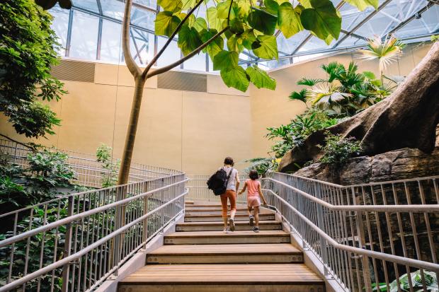 The Tropical Rainforest of the Biodôme