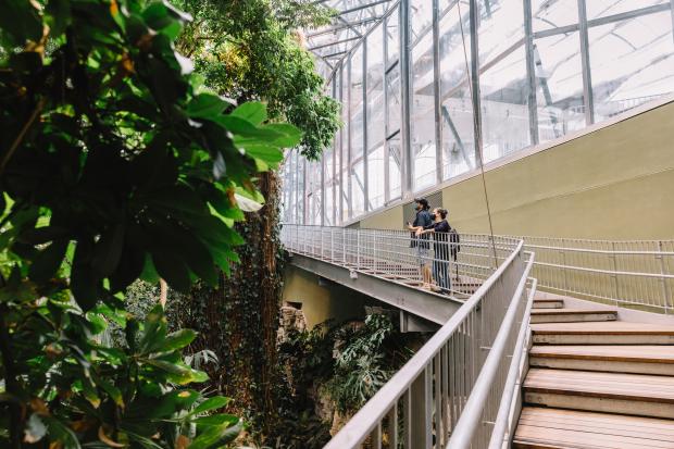 The Tropical Rainforest of the Biodôme