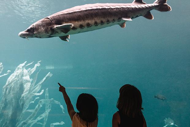 Une petite fille pointe un esturgeon au Biodôme de Montréal.