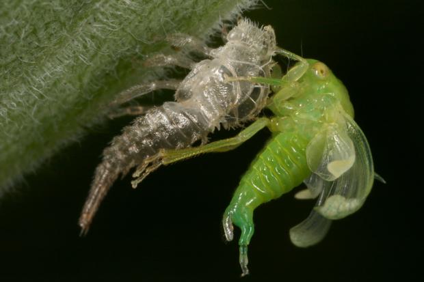 Membracidae, Québec, Canada.