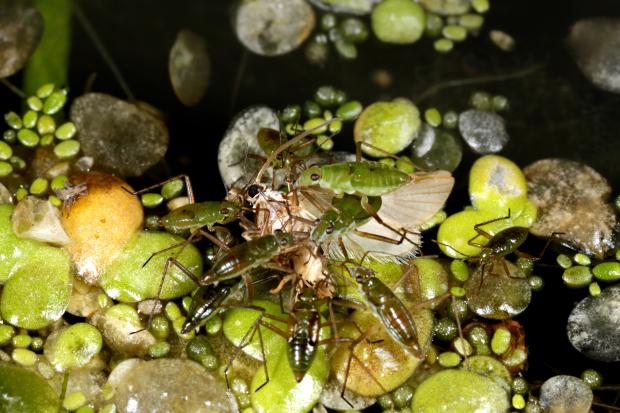 Mesovelia sp., Québec, Canada.
