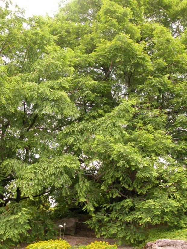 Metasequoia glyptostroboides.