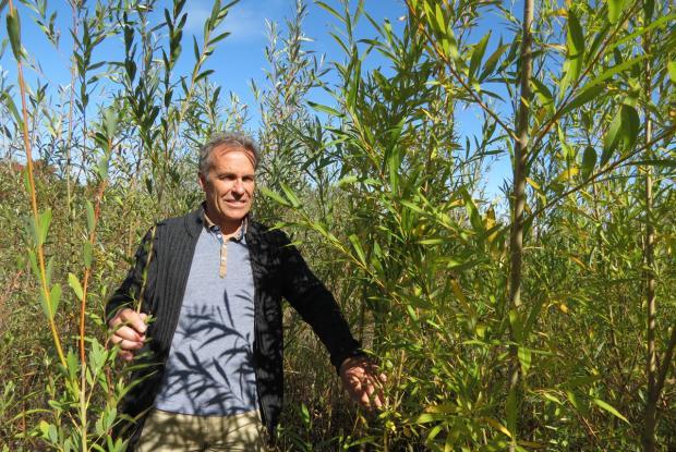 Michel Labrecque in the middle of willows on a phytoremediation site in Varennes, Québec.