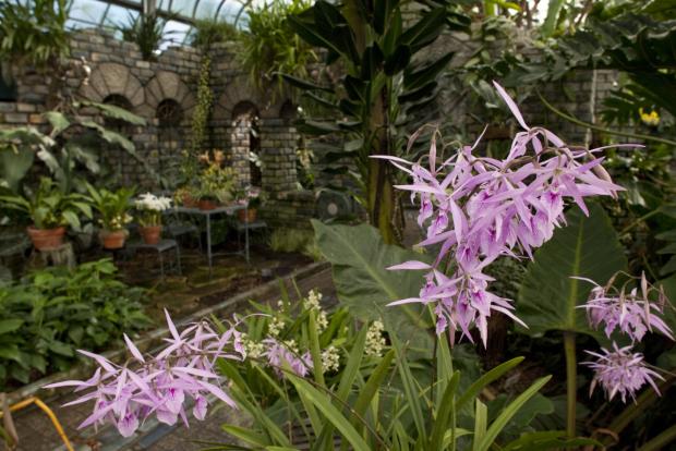 Serre des orchidées et des aracées