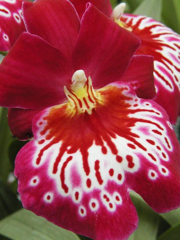 Miltonia 'Morris Chestnut'.
