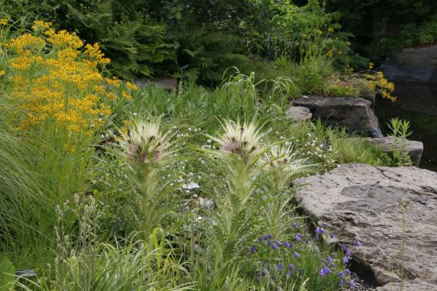 Mingan Thistle (Cirsium scariosum var. scariosum)