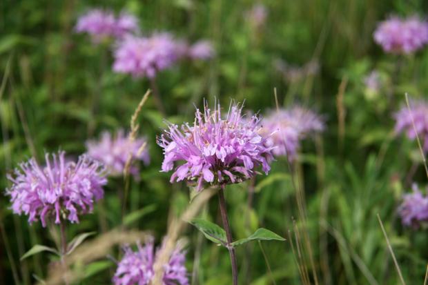 Wild bergamot