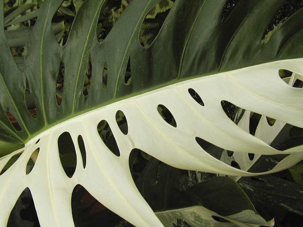 Monstera deliciosa 'Albovariegata'