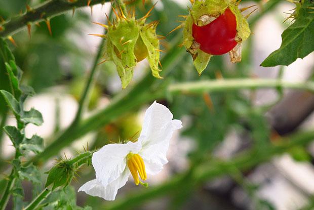 Morelle de Balbis gives beautiful red fruits.