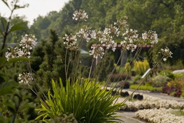 Agapanthus 'Glacier Stream'