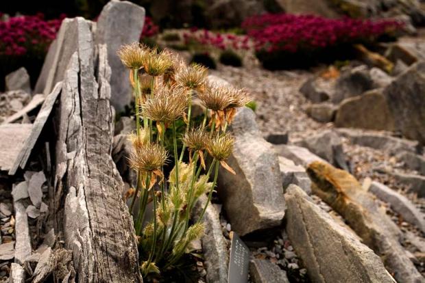 Pulsatilla vernalis