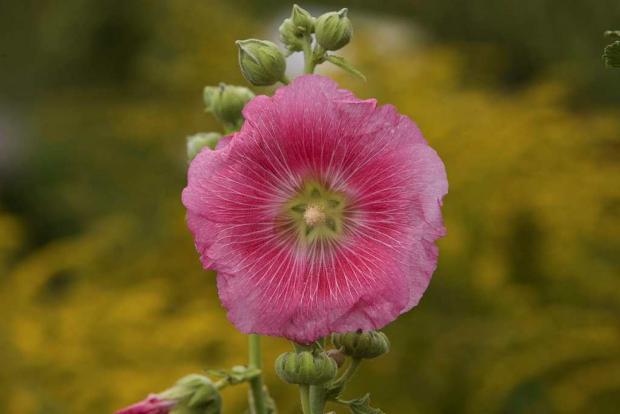 Alcea rosea