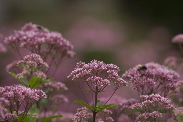 Joe-Pye weed
