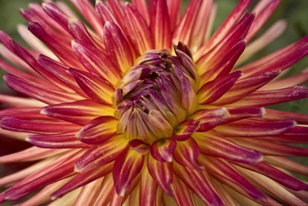 Dahlia sp.