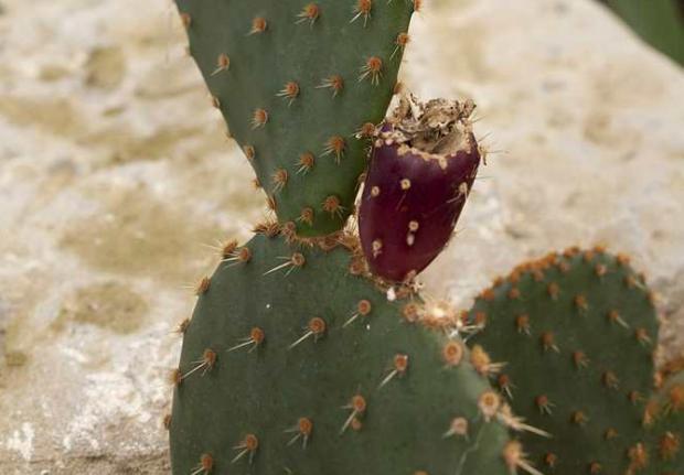 Cactus-raquette (Opuntia sp.) en fruits
