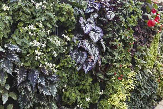 Plant wall of begonias and gesneriads