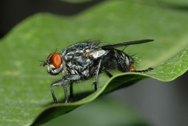 Une mouche de la famille des Sarcophagides