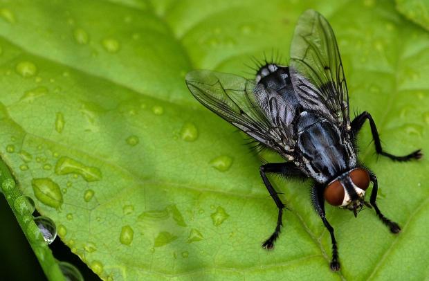 Fly, of the family Sarcophagidae