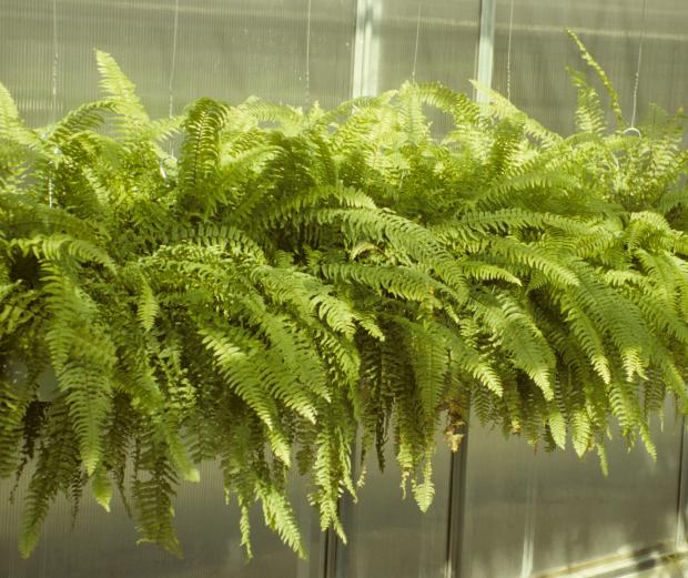 Nephrolepis exaltata