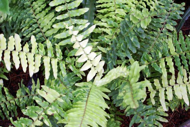 Nephrolepis exaltata var. variegata