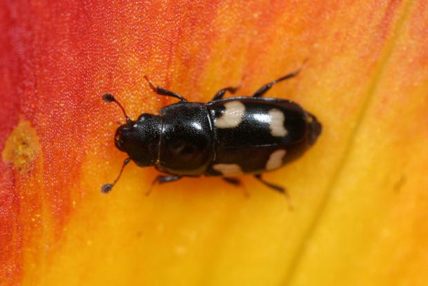 Nitidula.