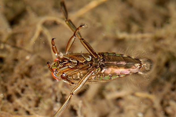 Notonectidae, Québec, Canada.