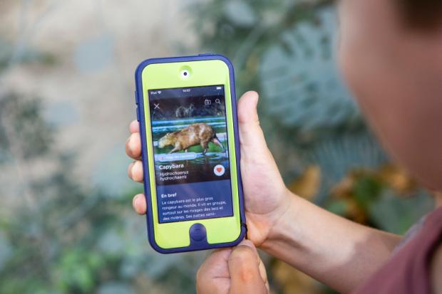 New animals in augmented reality