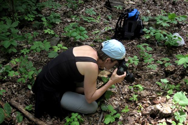 Photographing arthropods.