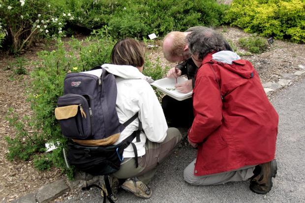 Insect observation field trip.