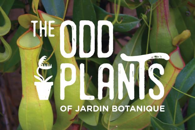 The Jardin botanique’s odd plants 