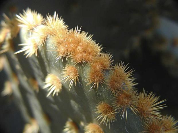Opuntia lindheimeri var. lindheimeri
