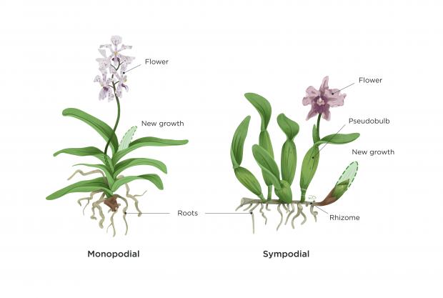Monodial and sympodial orchids